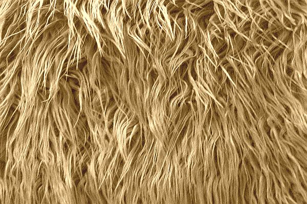 Mongolian Fur Camel